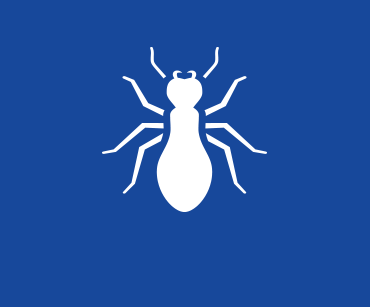 Bedbug icon