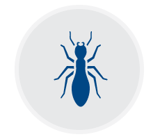Termites page icon